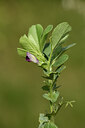 BUITEN BEELD Foto: 441902