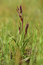 BUITEN BEELD Foto: 441918