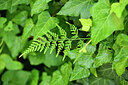 BUITEN BEELD Foto: 441928