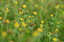 BUITEN BEELD Foto: 441939