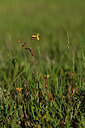 BUITEN BEELD Foto: 441940