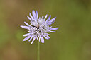 BUITEN BEELD Foto: 441952