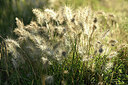 BUITEN BEELD Foto: 441963