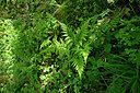 BUITEN BEELD Foto: 441977