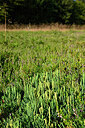 BUITEN BEELD Foto: 442004