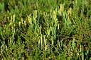 BUITEN BEELD Foto: 442005