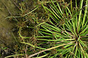 BUITEN BEELD Foto: 442024