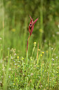 BUITEN BEELD Foto: 442052