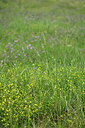 BUITEN BEELD Foto: 442065