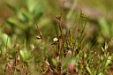 BUITEN BEELD Foto: 442069