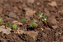 BUITEN BEELD Foto: 442077