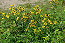 BUITEN BEELD Foto: 442078