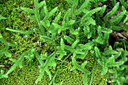 BUITEN BEELD Foto: 442079
