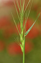 BUITEN BEELD Foto: 442081
