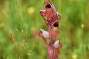 BUITEN BEELD Foto: 442083