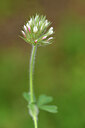 BUITEN BEELD Foto: 442088