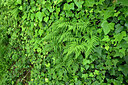 BUITEN BEELD Foto: 442094