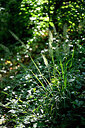 BUITEN BEELD Foto: 442096