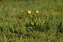 BUITEN BEELD Foto: 442100