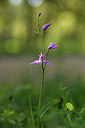 BUITEN BEELD Foto: 442102
