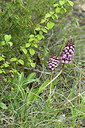 BUITEN BEELD Foto: 442105