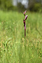 BUITEN BEELD Foto: 442110
