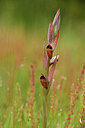 BUITEN BEELD Foto: 442111