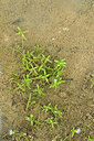 BUITEN BEELD Foto: 442116