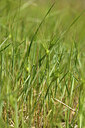 BUITEN BEELD Foto: 442121