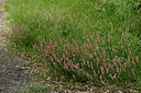 BUITEN BEELD Foto: 442126