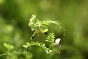 BUITEN BEELD Foto: 442129