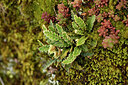 BUITEN BEELD Foto: 442132