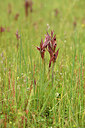 BUITEN BEELD Foto: 442135