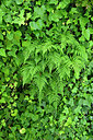 BUITEN BEELD Foto: 442136
