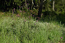 BUITEN BEELD Foto: 442144