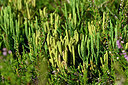 BUITEN BEELD Foto: 442154