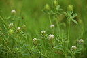BUITEN BEELD Foto: 442157