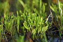 BUITEN BEELD Foto: 442158