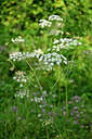BUITEN BEELD Foto: 442168