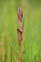BUITEN BEELD Foto: 442173