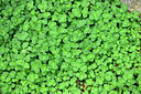 BUITEN BEELD Foto: 442191