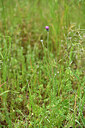 BUITEN BEELD Foto: 442207