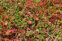 BUITEN BEELD Foto: 442208