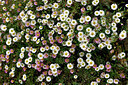 BUITEN BEELD Foto: 442217