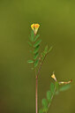 BUITEN BEELD Foto: 442222