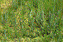 BUITEN BEELD Foto: 442224