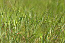 BUITEN BEELD Foto: 442226