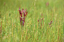 BUITEN BEELD Foto: 442233