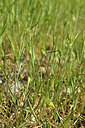 BUITEN BEELD Foto: 442239