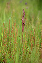 BUITEN BEELD Foto: 442248